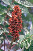 Image result for Sumac